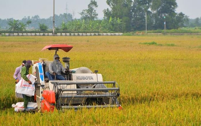 Những bông lúa chín trải vàng khắp cánh đồng.