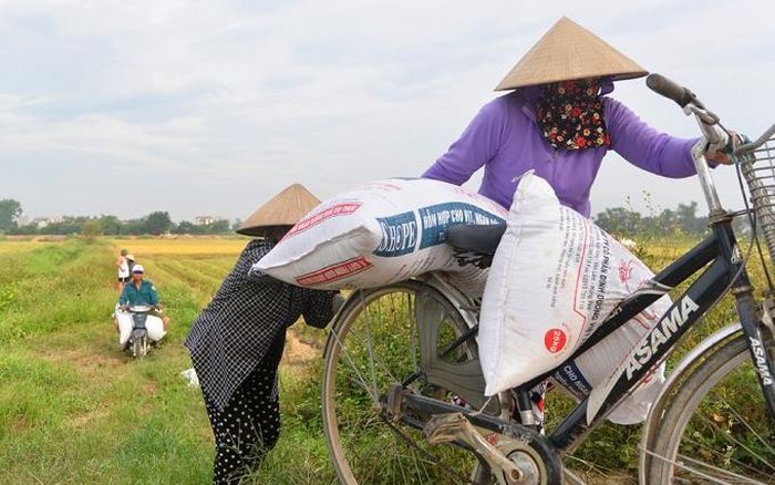 Các chuyến xe chở thóc nối đuôi nhau từ cánh đồng về nhà.