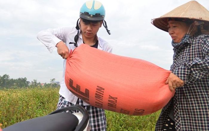Trung bình, mỗi hộ dân có từ ba đến sáu sào ruộng, cho năng suất 150 kg/sào.