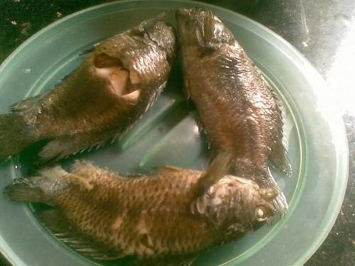 Vảy cá rô đồng rất cứng, ráp nên khi làm phải chú ý đánh vảy rất kỹ. Con cá sau khi đánh vảy, làm sạch ruột được thả vào nước muối cho sạch nhớt, rồi cho vào nồi luộc chín tới.