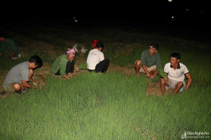 Nhộn nhịp, nhổ mạ dưới ánh trăng trung tuần tháng 4 âm lịch, bà con gọi là nhổ mạ "mò". Ảnh: Huy Thư