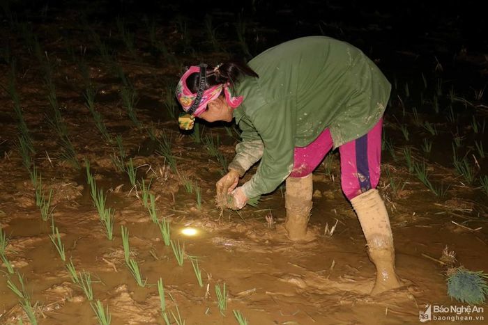 Một phụ nữ đi cấy lúa đêm ở xã Thanh Yên cho hay: Cấy lúa ban đêm tuy không được thẳng hàng như ban ngày, nhưng lúa cấy xuống cũng đảm bảo hơn, không bị nắng táp. Do đó, mỗi buổi đi cấy, cứ cấy hết mạ mới về. Ảnh: Huy Thư