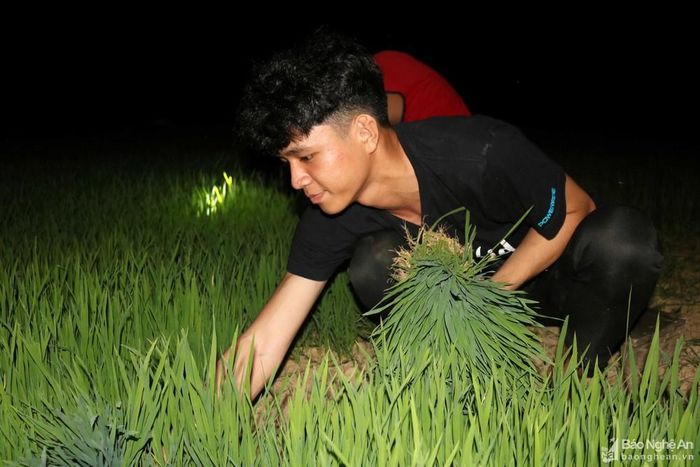Anh Nguyễn Sỹ Huy ở xã Thanh Lương cho biết: Nhổ mạ buổi tối, trời mát, đảm bảo sức khỏe, làm việc có năng suất, cây mạ cũng xanh tươi. Ảnh: Huy Thư