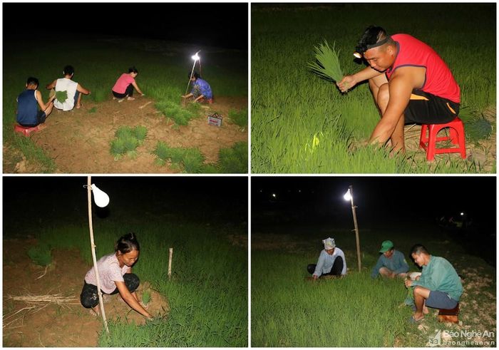 Đi làm ban đêm, bà con thường mang theo các loại đèn: đèn tích điện, đèn ắc quy, đèn đội đầu... đảm bảo ánh sáng để làm việc. Cả làng ra đồng đi làm đêm, ngoài đồng vui hơn ở nhà. Ảnh: Huy Thư