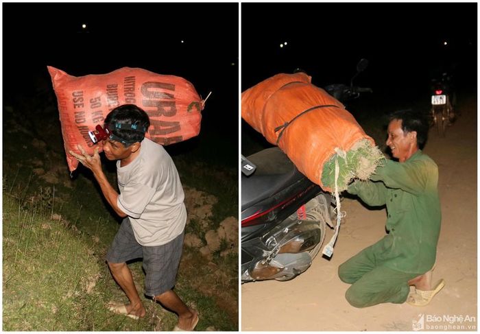 Bắt đầu ra đồng từ 19 - 20 h, người dân nhổ mạ đến 22 - 23 h mới ra về. Ông Nguyễn Phùng Minh ở xã Xuân Tường chia sẻ: "Xóm tui, bà con đều đi làm ruộng ban đêm, gồm làm đầu hôm và đi làm khi 3 - 4 h sáng, vừa tránh nắng nóng, vừa kịp thời vụ". Ảnh: Huy Thư