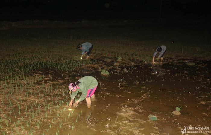 Nhiều hộ dân tiến hành cấy lúa ban đêm vừa để tránh nắng, vừa chống nước ruộng khô cạn. Ảnh: Huy Thư