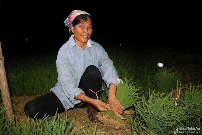 Nhổ mạ ruộng khô, người dân địa phương gọi là "chiếc mạ phui". Mạ nhổ xong, không dính nhiều bùn đất, nên được bó luôn theo từng nắm nhỏ. Ảnh: Huy Thư
