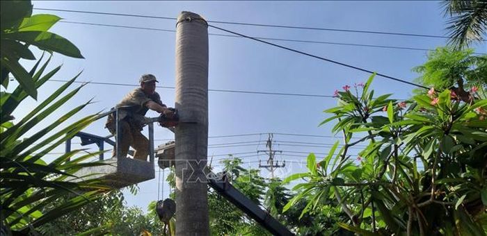 Đốn hạ cây cau hơn 10 năm tuổi trong sân trường Trung học cơ sở Lý Tự Trọng, thành phố Tân An.