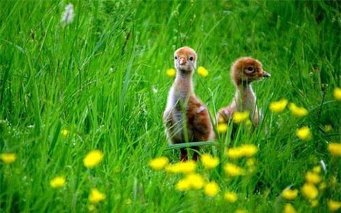Một cặp sếu con khám phá môi trường xung quanh tại trung tâm đất ngập nước Slimbridge ở Gloucestershire, Anh.