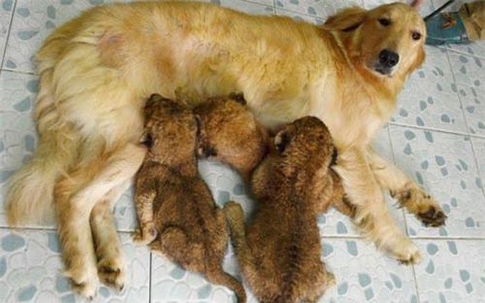 Chó đảm nhiệm vai trò làm mẹ nuôi cho 3 con sư tử mới sinh mồ côi tại Thẩm Quyến, Trung Quốc.