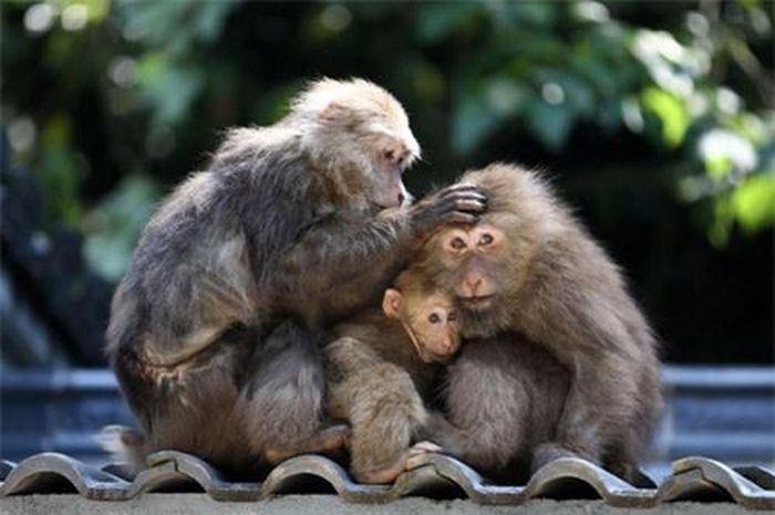 Đàn khỉ cùng nhau tắm nắng tại thung lũng khỉ hoang dã ở Hoàng Sơn, tỉnh An Huy, Trung Quốc.