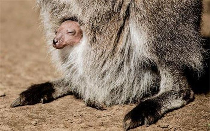Kangaroo con thò đầu ra khỏi túi trên bụng mẹ để tắm nắng tại Công viên động vật hoang dã Woburn, Anh.