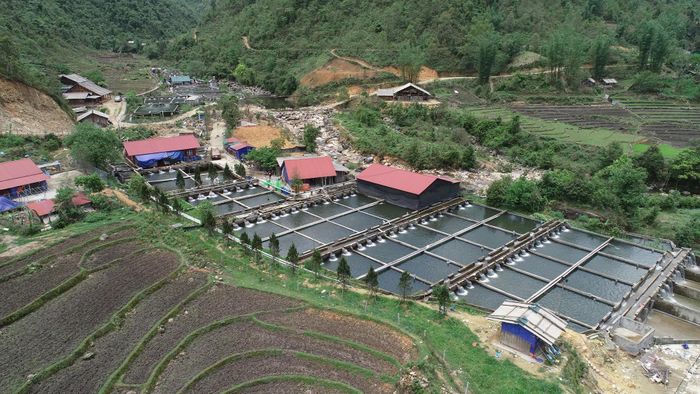 Trang trại cá nước lạnh giữa đại ngàn Hoàng Liên.