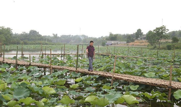 Hồ sen gần 10ha của gia đình anh Bùi Văn Giang.