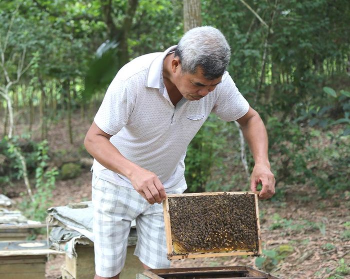 Ông Đinh Công Thực kiểm tra đàn ong mật.