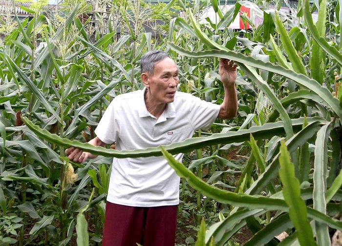 Ông Đinh Hòa Bình chăm sóc vườn thanh long mới trồng thử nghiệm.