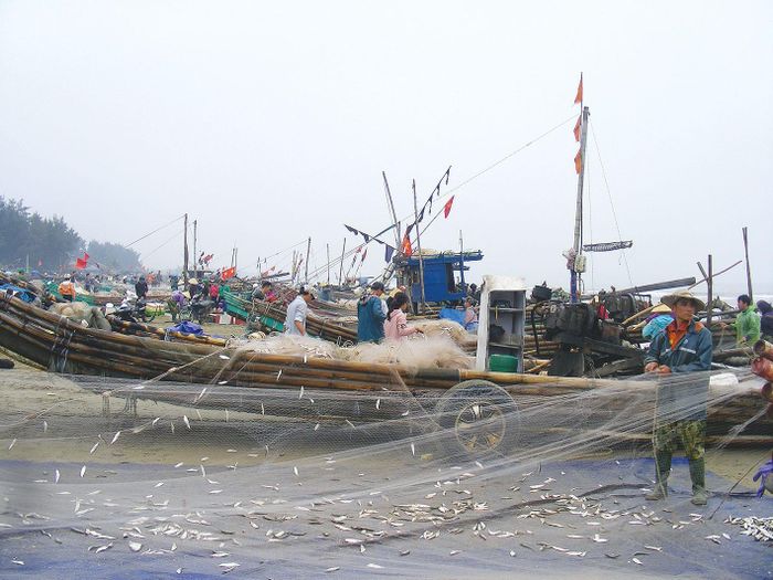 Bãi biển xã Quảng Hải (huyện Quảng Xương, Thanh Hóa) kín tàu bắt cá trích