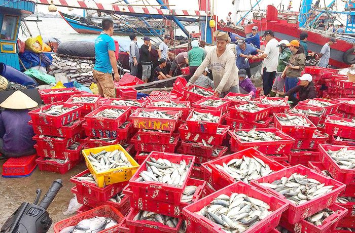 Cảng cá Thuận An (Thừa Thiên - Huế) tấp nập kẻ bán người mua