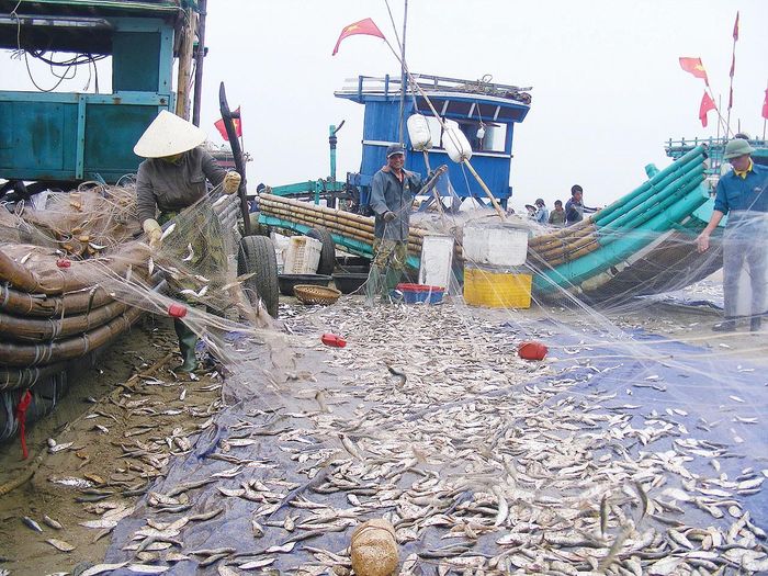 Gỡ cá trích