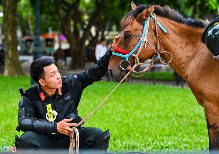 105 chú ngựa được cán bộ chiến sĩ Đoàn CSCĐ kỵ binh thuần hóa và nuôi dưỡng trong trại huấn luyện rộng 4 ha bao gồm cả khu nhà điều hành, ăn ở, sinh hoạt, khu chuồng trại, bãi chăn thả, huấn luyện... tại Trung tâm Nghiên cứu và phát triển chăn nuôi miền núi (thành phố Sông Công, tỉnh Thái Nguyên).