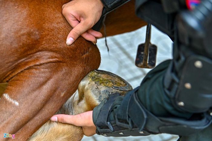 Chân ngựa được đóng móng sắt giúp chúng không bị bào mòn khi phi ngựa trên nhiều địa hình khác nhau, đặc biệt là mặt đường trải nhựa, bê tông của đô thị hay nền đất cằn khô cứng.