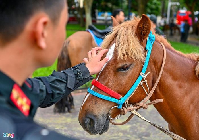 Những con ngựa có vóc dáng nhỏ nhắn nhưng dẻo dai, sung sức và thông minh.