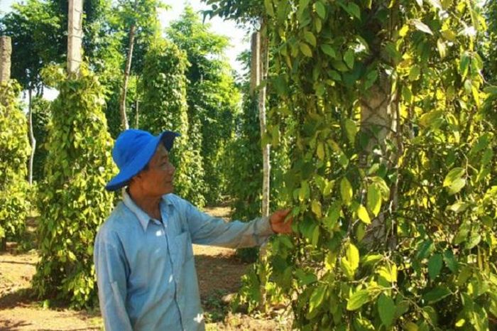  Vườn cây được hồi sinh.