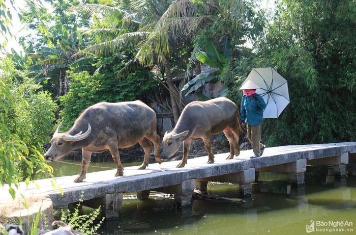 Được biết năm 1950, trong 1 trận lũ lớn, cầu Thượng bị cuốn trôi nhiều nhịp ở giữa do mắc phải bèo tây, sau mới được người dân tu bổ lại. Ảnh: Huy Thư