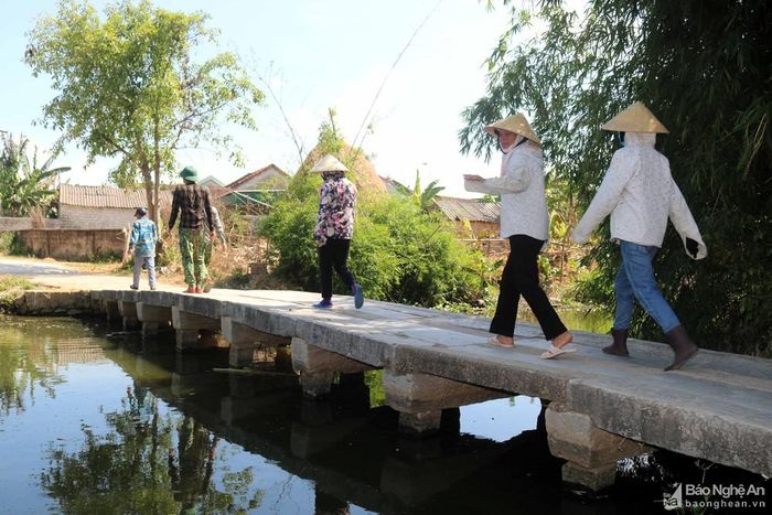 Ông Nguyễn Khắc Khoan - một người dân gần cầu đá cho hay: Ngày trước xã Hậu Thành có 5 cây cầu đá cổ bắc trên bàu Rằn, nay chỉ lưu giữ được cầu Thượng. Hàng ngày, cầu Thượng là nơi qua lại đôi bờ bàu Rằn của người dân xóm Cầu Thượng và xóm Trung Nam (nay là xóm Nam Thượng). Ảnh: Huy Thư