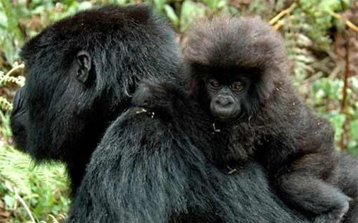 Khỉ đột mẹ cõng con trên lưng trong khu rừng Bwindi, Uganda