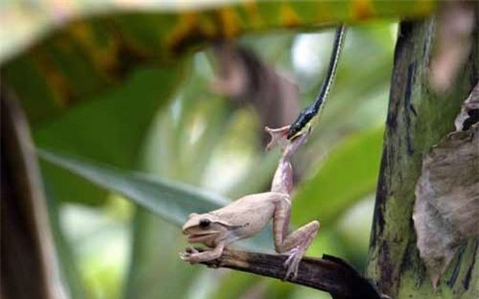 Cảnh tượng rắn bắt ếch cây trên một cây chuối trong khu rừng Jombang, Đông Java. Indonesia
