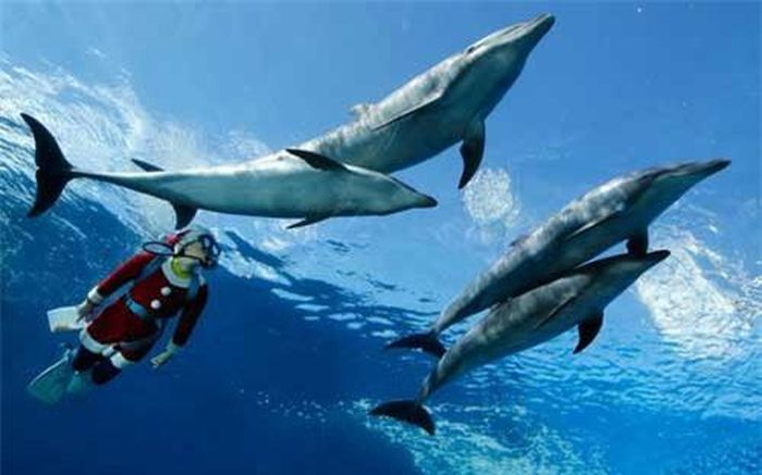 Thợ lặn mặc trang phục ông già Tuyết bơi cùng cá heo tại công viên hải dương Hakkeijima Sea Paradise ở Yokohama, miền nam Tokyo, Nhật Bản