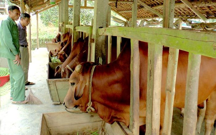 Ông Vũ Văn Lung, thôn Bình Ca 1, xã Tứ Quận (Yên Sơn) chăn nuôi bò sinh sản.
