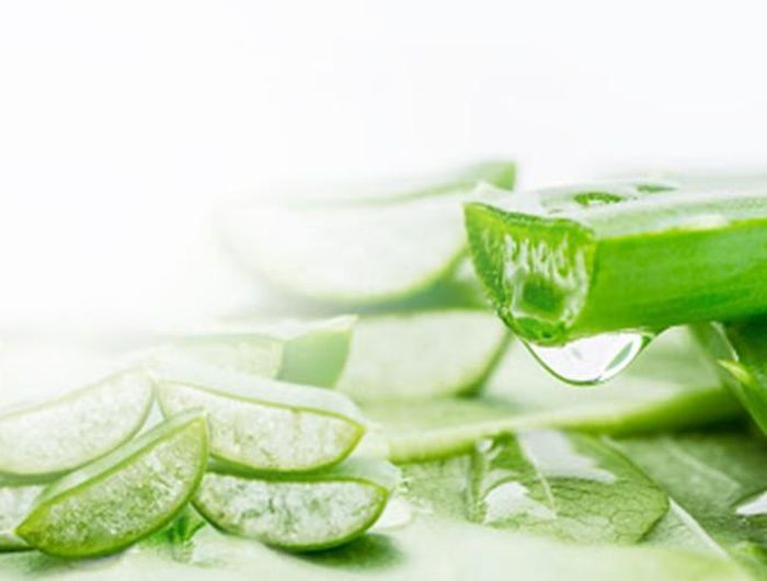  Nha đam cũng được coi là một loại thực phẩm giúp phục hồi làn da cháy nắng một cách nhanh chóng và hiệu quả 