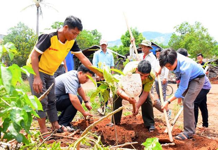 Quỹ Bảo vệ và Phát triển rừng tỉnh hỗ trợ làng Đê Tar 50 cây Dầu rái trồng tại trung tâm làng. Ảnh: M.N