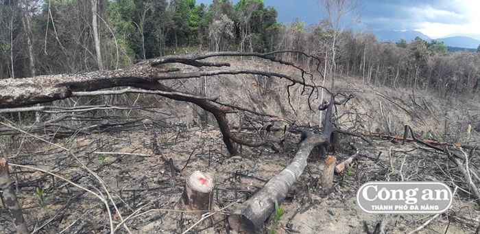 Nhiều diện tích rừng phòng hộ ở đầu nguồn thủy điện vừa bị chặt phá vừa bị đốt.