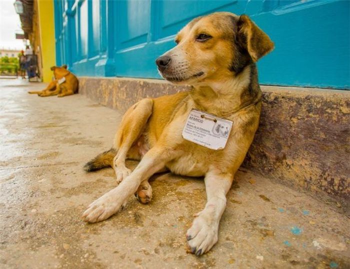  Chó đi lạc có thẻ nhận dạng cá nhân riêng. Người Cuba rất thích chó và hầu như mỗi người đều có một con chó cưng. Chó đi lạc đã trở thành một phần của các điểm tham quan du lịch. Những con chó này được cấp thẻ nhận dạng có ảnh, biệt hiệu, nơi sinh sống, thông tin y tế và rất thân thiện với du khách. 