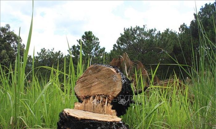 Thông ba lá bị cưa hạ (ảnh chụp ngày 26/5/2020). Ảnh: Đặng Tuấn/TTXVN