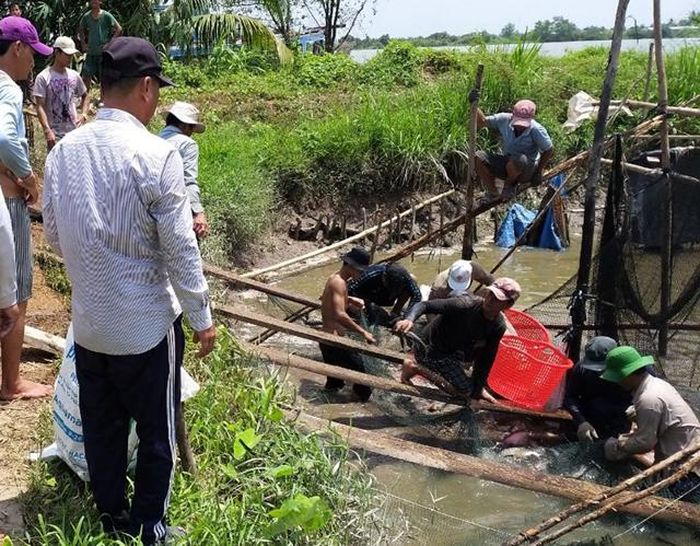 Cá tra nguyên liệu tiếp tục xuống thấp, người nuôi lo lắng