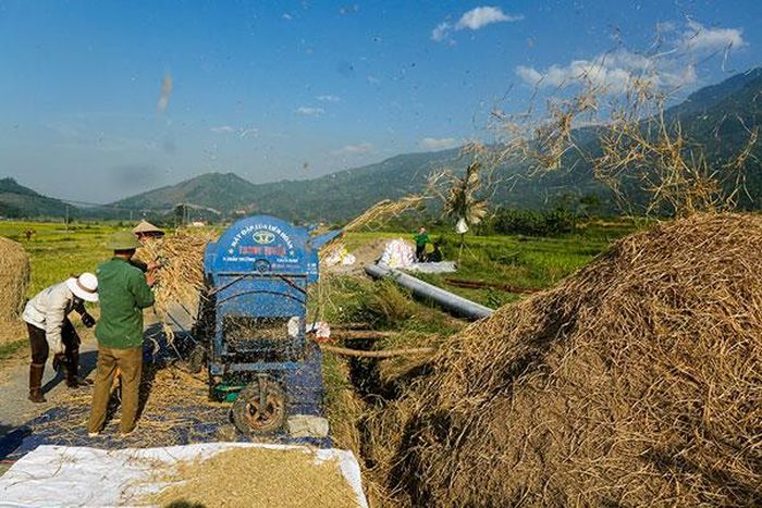 Lúa được tập kết rồi dùng máy tuốt sau đó vận chuyển về nhà.
