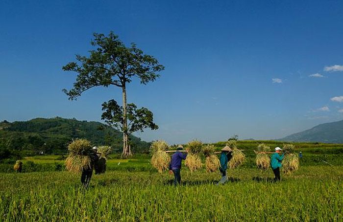 Tranh thủ thời tiết thuận lợi người dân bắt đầu thu hoạch lúa.