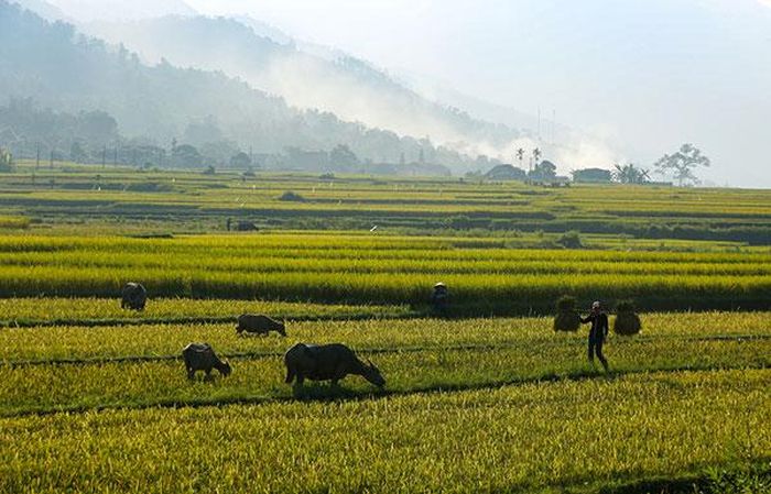 Phong cảnh làng quê thanh bình vào mỗi buổi chiều.
