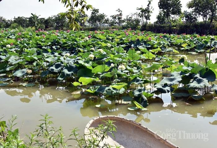 Cảnh cảnh quan hấp dẫn để người dân đến tham quan và chụp hình