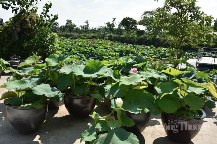 Khí hậu và thổ nhưỡng ở Việt Nam khá phù hợp cho sinh tồn và phát triển cây hoa sen