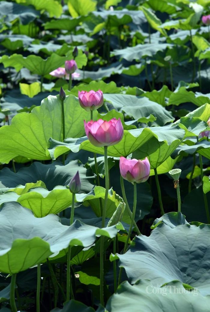 Sen Hồ Tây đặc sản của Hà Nội
