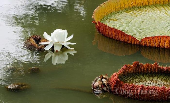 Sen vua có hình dáng khá đặc biệt
