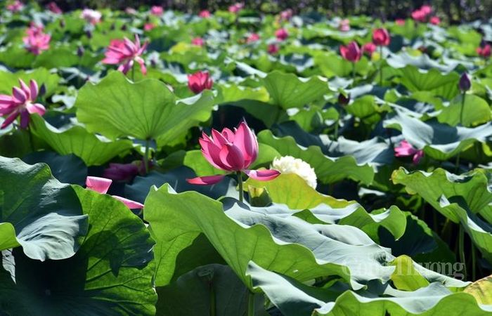 Huyết sen, sắc đỏ độc đáo