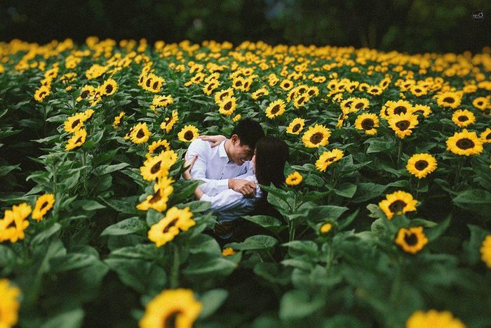 Hoa hướng dương ở Đà Lạt có thân cao và hoa cũng to hơn các vùng khác