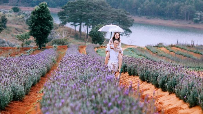 Màu tím lãng mạn của vườn hoa Lavender