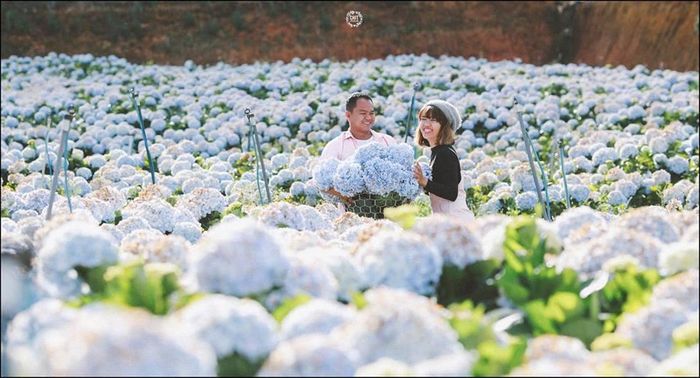 Không nơi nào có những bông hoa cẩm tú cầu to và đẹp như ở Đà Lạt